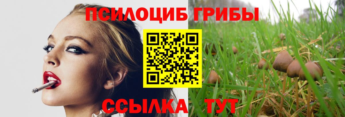 Галлюциногенные грибы Psilocybe Балаково